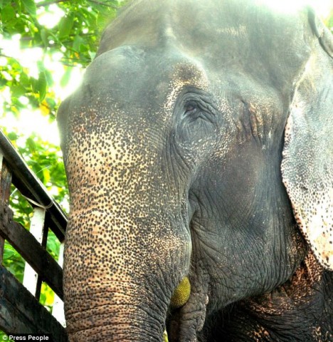 Ziloņa dzīves ilgums parasti ir 60 - 70 gadi, tāpēc Radžam būs vēl 20, lai atlabtu un izbaudītu laimīgu dzīvi.