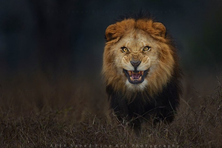 lion-attack-photo-portrait-wildlife-photography-atif-saeed-2