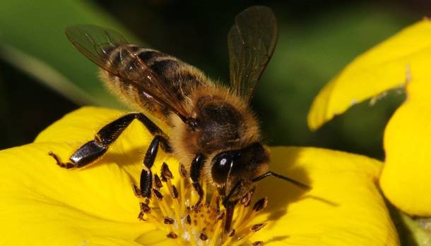 15. Bite -- 
Bišu alerģija ir ļoti smaga. Gada laikā no bišu kodumiem aiziet bojā apmēram 53 cilvēku.