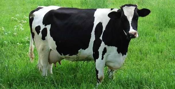 16. Govs -- 
Lai gan govis parasti ir ļoti mierīgas, tās var satrakoties. Rezultātā no to spērieniem gada laikā aiziet bojā apmēram 20 cilvēku.