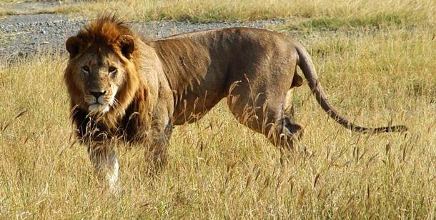 4. Lauva -- 
Ik gadu lauvu uzbrukumos mirst apmēram 70 cilvēku, visticamāk, tās paši izprovocējot.