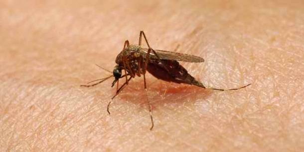 18. Moskīts -- 
Moskīti ir maziņi, bet ļoti nāvējoši, jo pārnēsā tādas slimības kā malārija, kas ik gadu nogalina 1 miljonu cilvēku.