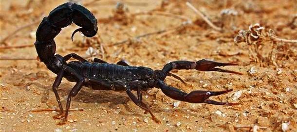 7. Skorpions --
Tikai 25 sugām no 1000 ir inde. Ik gadu no skorpionu dzēlieniem mirst apmēram 5000 cilvēku.