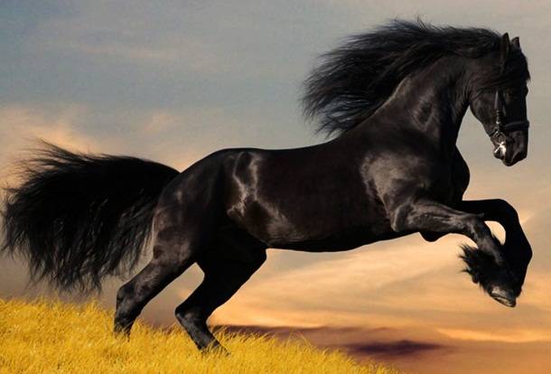 5. Zirgs -- 
Ik gadu  tikai ASV rodeo pasākumos vien no zirgu spērieniem mirst apmēram 20 cilvēku.