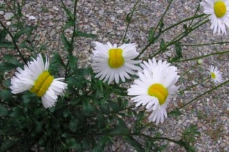 Fukušimas margrietiņas mutanti