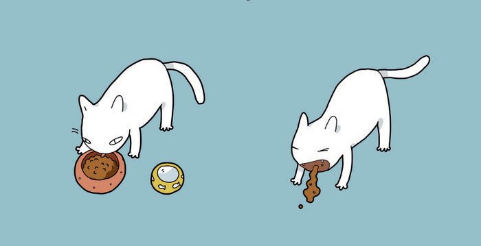 7. Kaķis zina, kas ir labs ēdiens