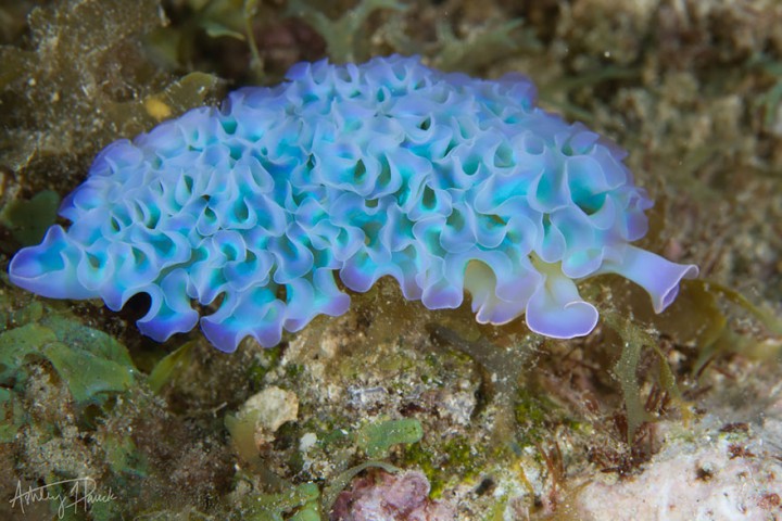Salātlapu jūras gliemezis (Elysia Crispata)