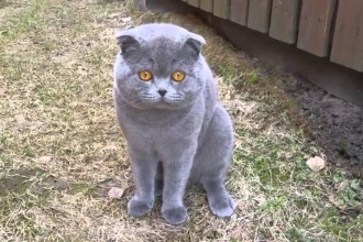 kaķis